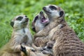 Portrait of  Meerkat Suricata suricatta, African native animal, small carnivore. Royalty Free Stock Photo