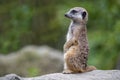 Portrait of  Meerkat Suricata suricatta, African native animal, small carnivore. Royalty Free Stock Photo