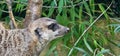 Portrait of Meerkat Suricata suricatta, African native animal, small carnivore belonging to the mongoose family in the zoo