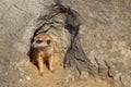 Portrait of meerkat, Suricata suricatta, looking out from cave in rock. Wildlife scene from natural habitat. Royalty Free Stock Photo