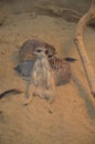 Portrait of Meerkat Suricata suricatta Royalty Free Stock Photo