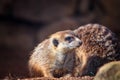 Portrait of Meerkat Suricata suricatta with red nose. African native animal, small carnivore belonging to the mongoose family. It Royalty Free Stock Photo