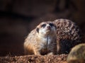 Portrait of Meerkat Suricata suricatta with red nose. African native animal, small carnivore belonging to the mongoose family. It Royalty Free Stock Photo