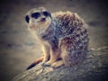 Portrait of Meerkat Suricata suricatta with red nose. African native animal, small carnivore belonging to the mongoose family. Royalty Free Stock Photo