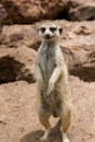 Portrait meerkat, suricate outdoor standing Royalty Free Stock Photo