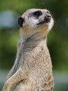 Portrait of a meerkat turning its head