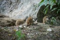 meerkats babies standing on the land Royalty Free Stock Photo