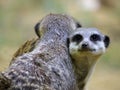 Portrait of meerkats or suricates Royalty Free Stock Photo