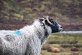Portrait of a melancholic sheep in the rain. Perthshire, Scotland. Royalty Free Stock Photo