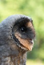 Portrait of melanistic Barn owl Tyto alba Royalty Free Stock Photo