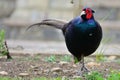 Melanistic mutant pheasant