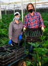Portrait of man and woman wearing protective masks with boxes of ripe zucchini in greenhouse