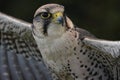 A portrait of a merlin Falcon, Hawk prepares to take flight