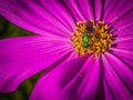 Portrait of a Metallic Green Sweat Bee on a Purple Garden Cosmos Royalty Free Stock Photo