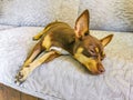 Russian toy terrier dog portrait while tired and sleeps Mexico