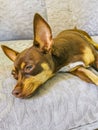 Russian toy terrier dog portrait while tired and sleeps Mexico