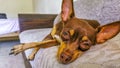 Russian toy terrier dog portrait while tired and sleeps Mexico