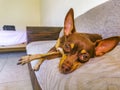 Russian toy terrier dog portrait while tired and sleeps Mexico