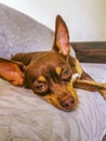 Russian toy terrier dog portrait while tired and sleeps Mexico