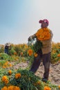 portrait of a Mexican farmer cultivating marigold flower (Tagetes erecta