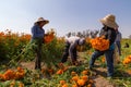 portrait of Mexican farmers growing cempasuchil (tagete) flowers Royalty Free Stock Photo