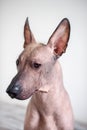 Portrait of a Mexican Hairless Dog