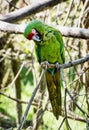 Portrait of a Mexican military macaw (Ara militaris mexicana)