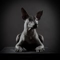 Portrait of Mexican xoloitzcuintle dog