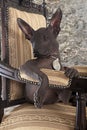 Portrait of Mexican xoloitzcuintle puppy