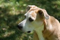 Beagle Mix Dog Glances to the Distance in Yard Portrait