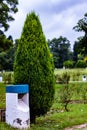 Portrait mid close up of juniper tree with lamp post in a garden. morning concept Royalty Free Stock Photo