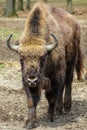Bull bison, wild bison, wild animal in the reserve Heavy bull with horns.