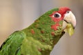 Portrait military macaw