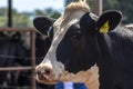 Portrait of milk cow with distinctive markings on pasture.