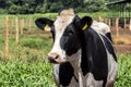 Portrait of milk cow with distinctive markings on pasture.