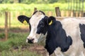 Portrait of milk cow with distinctive markings on pasture