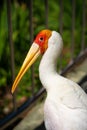 Portrait of milky stork walk along a path in a park