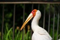 Portrait of milky stork walk along a path in a park