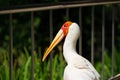 Portrait of milky storks walks along a path in a park