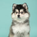Portrait of a mini husky puppy with blue eyes glancing away on a
