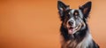 Portrait of miniature american shepherd dog looking at the camera on an orange background