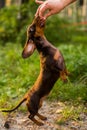 Portrait of a miniature dachshund in the park