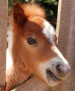 Portrait of Miniature horse Royalty Free Stock Photo