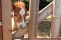 Portrait of Miniature horse Royalty Free Stock Photo