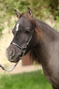 Portrait of miniature horse Royalty Free Stock Photo