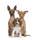 Portrait of Miniature Pinschers and Beagle puppy Royalty Free Stock Photo