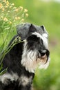 Portrait of miniature schnauzer dog on a summer background Royalty Free Stock Photo