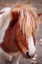 Portrait of Miniature Shetland pony on a farm Royalty Free Stock Photo