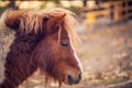 Portrait of Miniature Shetland pony on a farm