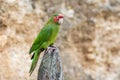 Portrait of a Mitred Parakeet
